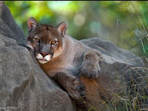 Western Mountain Lion (aka, a "Cougar") Beautiful Cats, Animals ...