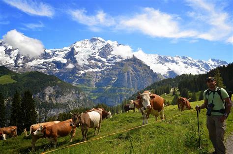 Wings Wide Open: Hiking the Swiss Alps