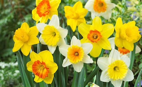 Here’s all about March-born Birth Flower