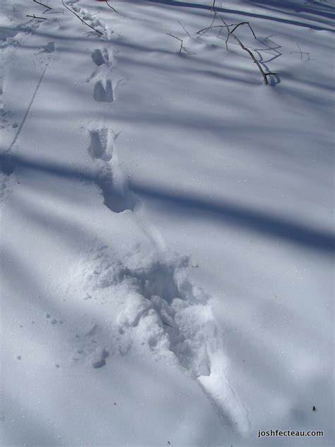 Gallery For > Fisher Cat Tracks In Snow