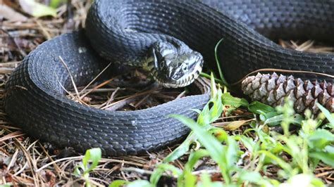 Plain-Bellied Water Snake: Habitat, Diet, and Identification Tips - A-Z Animals