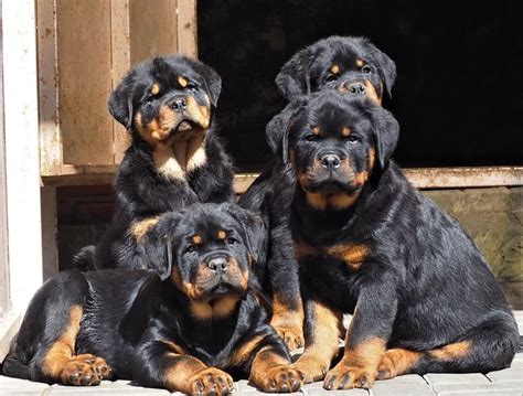 Rottweiler Puppy – How To Choose Professionally | German rottweiler ...