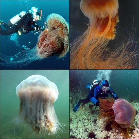 Lion’s Mane jellyfish are the largest in the world, found in cooler ...