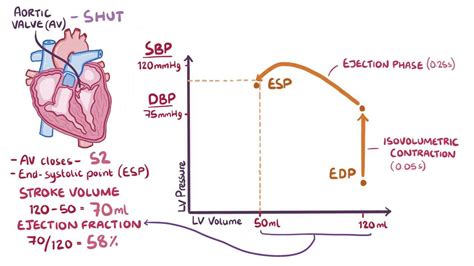 Pressure-volume loops: Video, Anatomy & Definition | Osmosis