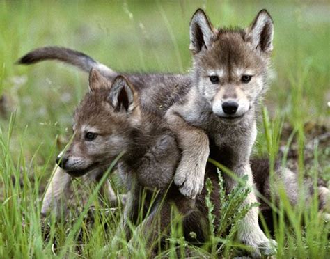 Living With Wolves - Pups- Although adult wolves compete with one another while feeding, they ...