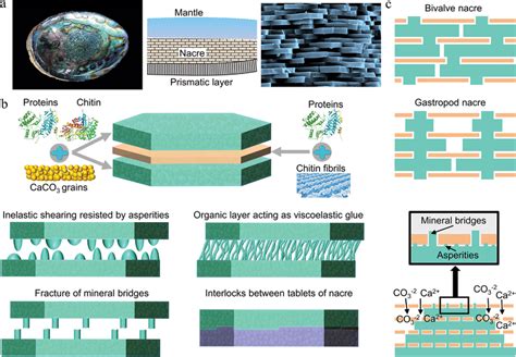 The composition, growth, and strength‐toughness mechanisms of the nacre... | Download Scientific ...