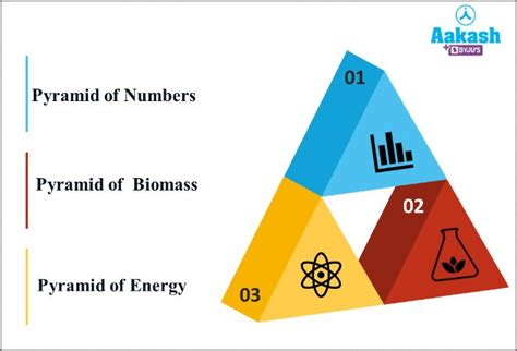 Pyramid Of Numbers Biology