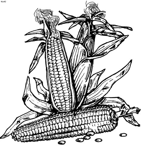 Fall Indian Corn Coloring Pages Coloring Pages