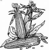 Corn coloring pages To Download And Print For Free sketch template