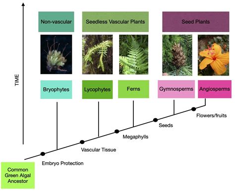 8.1: Gymnosperms - Biology LibreTexts