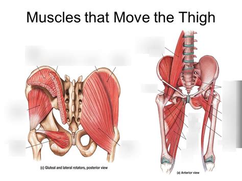 adductor muscles lower limb Diagram | Quizlet