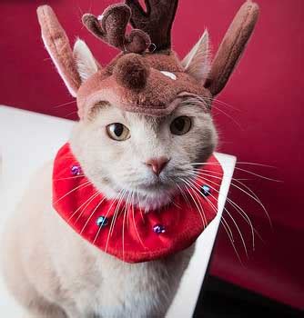 Kittens Christmas Outfits - 20 Christmas Costumes For Cats