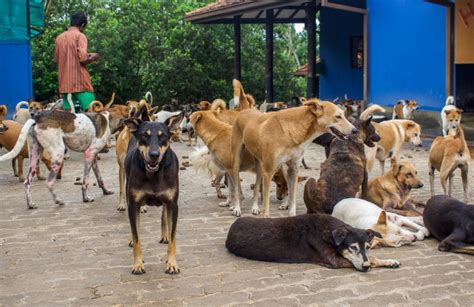 Animal SOS Sri Lanka - Dogs Today Magazine