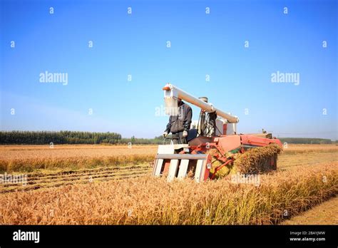 Harvester machine is harvesting ripe rice Stock Photo - Alamy