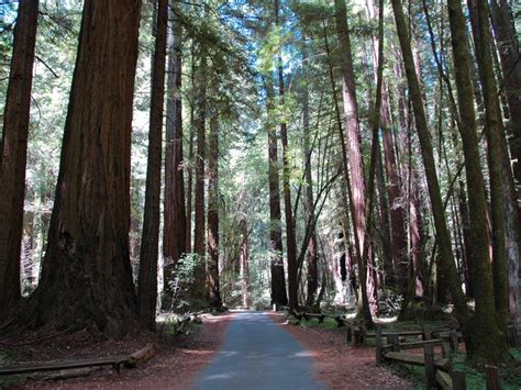 Visit the enchanted redwoods at Armstrong State Park in California ...