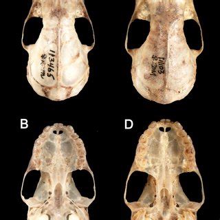 (PDF) A new species of broad-nosed bat Platyrrhinus Saussure, 1860 (Chiropter: Phyllostomidae ...