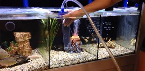 Easiest Way To Clean Aquarium Gravel - Aquarium Views