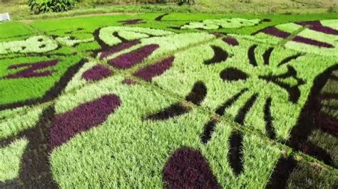 Sleeping cats takeover rice paddies in northern Thailand - ABC News