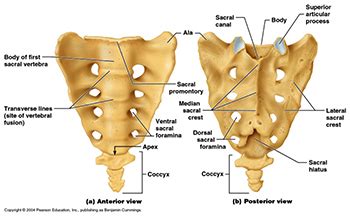 Sacral Hiatus Epidural