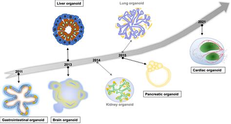 Progress of 3D Organoid Technology for Preclinical Investigations ...