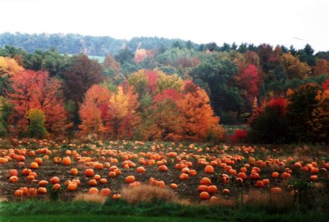 Pumpkin Field in Autumn | Autumn garden, Autumn scenery, Pumpkin field