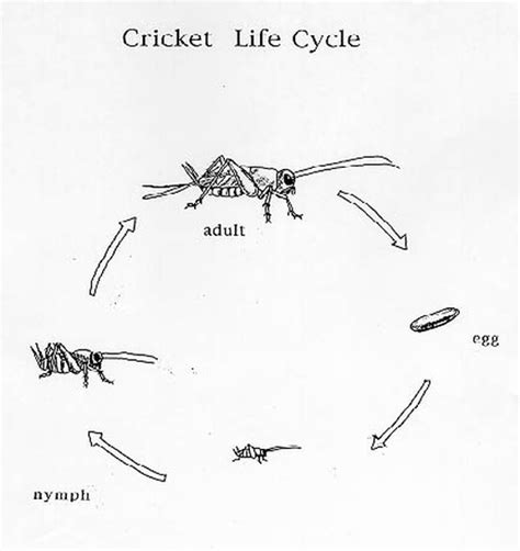 Crickets - Science