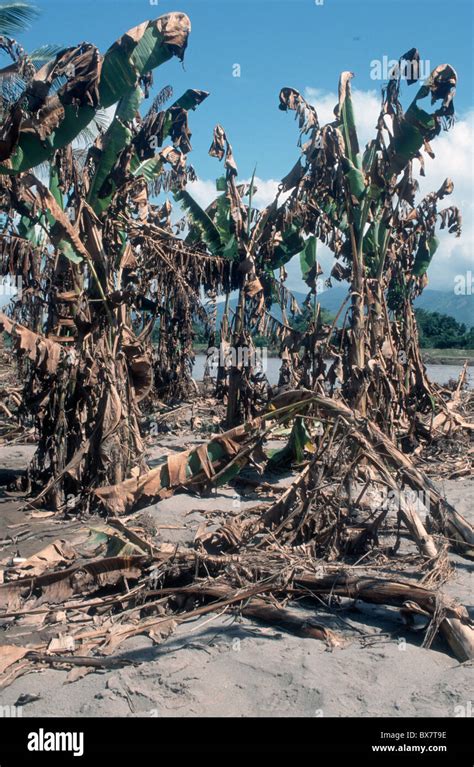 HONDURAS TREES DAMAGED BY HURRICANE 'MITCH' Stock Photo: 33364170 - Alamy