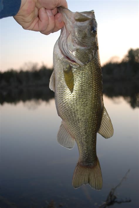 Litton's Fishing Lines: Early Season Largemouth Bass Fishing Tips