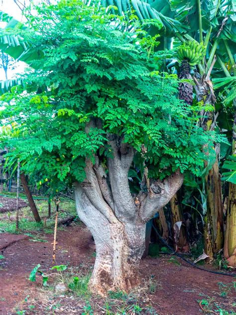 Moringa Tree - Poppys Wild Kitchen