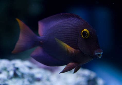 Kole Tang - The Reef Tank Gallery | Beautiful sea creatures, Saltwater ...