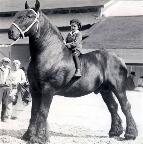 Unraveling the Incredible Story of Sampson, the World's Tallest and Heaviest Shire Horse