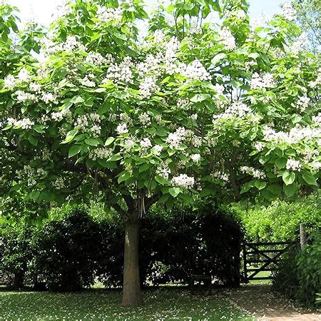 Amazon.com : Catalpa Tree Seeds for Planting - 50 Seeds to Grow ...