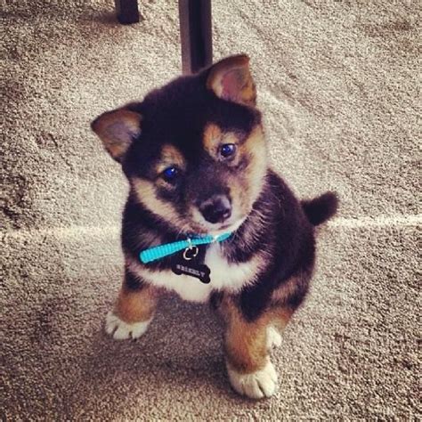 Lost Puppy (Black and Tan Shiba Inu) - Michigan Humane Society | Shiba inu puppy, Cute animals ...