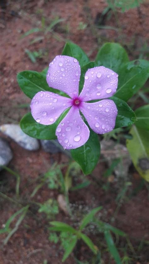 madagascar periwinkle flower on a plant 13769855 Stock Photo at Vecteezy