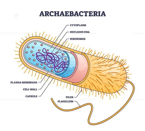 Archaea or archaebacteria detailed anatomical inner structure outline diagram - VectorMine