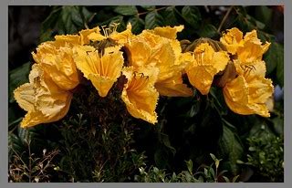 Orange Tulip Tree Flowers-1= | Orange Tulip Tree Flowers | Flickr