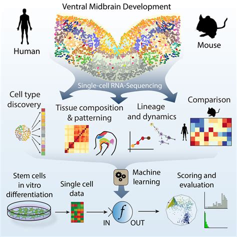 Molecular Diversity of Midbrain Development in Mouse, Human, and Stem Cells: Cell