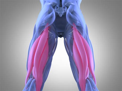 Hamstrings | The Stone Clinic