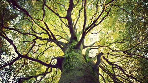 Native Irish Trees - Ireland's Changing Landscape | Irish Trees