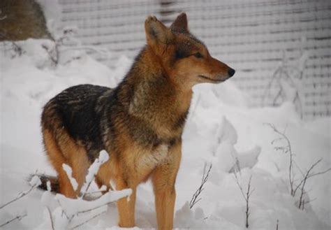 Coydog | Coyote Dog Mix ~ Behavaiour, Info, Sound, Pictures