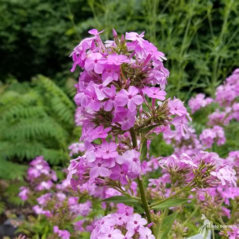 Phlox paniculata 'Jeana' #1 (Tall Garden Phlox) - Scioto Gardens Nursery