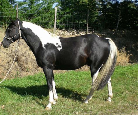 Black and White Paint | Horse painting, Horses, Horse world