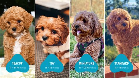 Teacup Cavapoo Full Grown: Everything You Need To Know