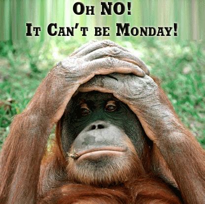 Monday Monkey GIF - Find & Share on GIPHY