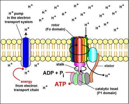 Chemiosmosis and ATP Synthase