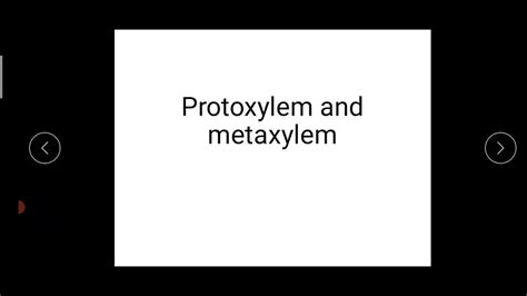 Protoxylem and metaxylem - YouTube