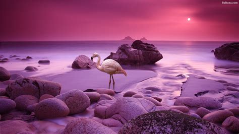 Flamingo Background Wallpaper 29776 - Baltana