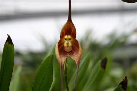 Amazing Monkey Flower Orchid : South American Flowers looks like a monkey | Most Unbelievable ...