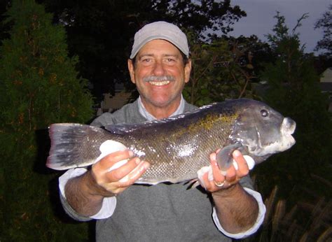 no fluke fishing: Tautog fishing improving, here are nine tips