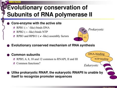 PPT - RNA polymerase II The central enzyme of gene expression ...